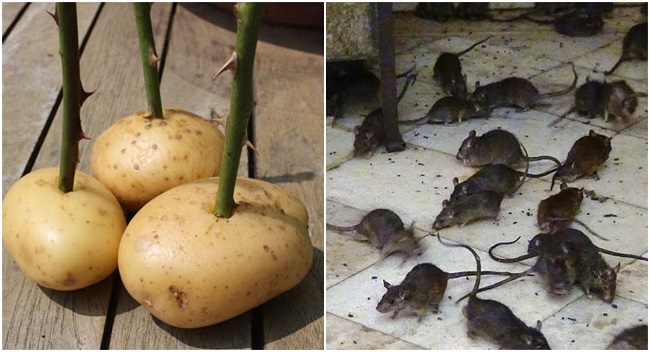 cách đuổi chuột bằng khoai tây