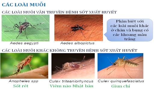 các loại muỗi nguy hiểm tại việt nam