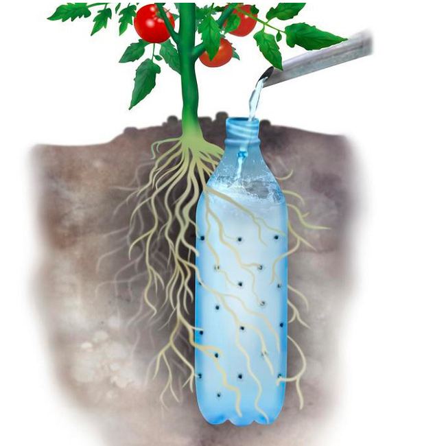 cách nuôi dưỡng cây trồng bằng chai nhựa